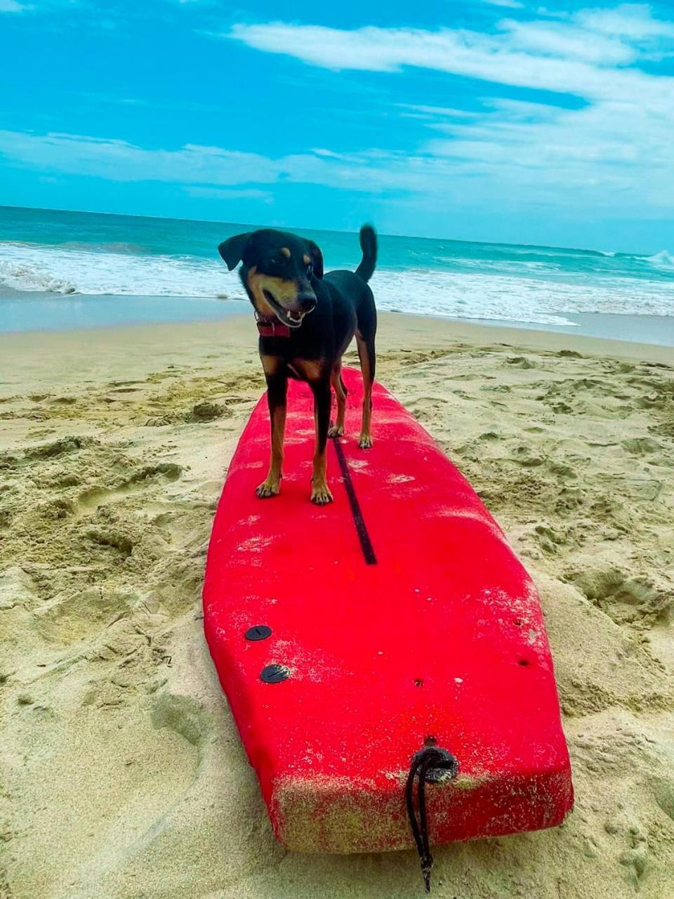 Gaia Ocean Surf Yoga Hostel Ahangama Ngoại thất bức ảnh
